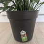 Peace Lily plant Image 4