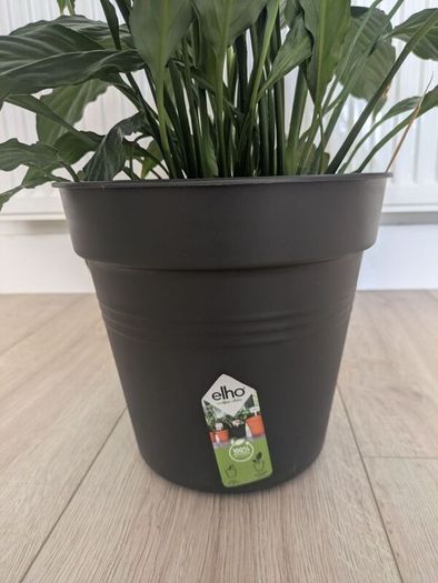 Peace Lily plant