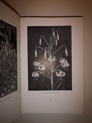 SALE! Lilies of the World - Their Cultivation and Classification Hubert B. Drysdale Woodcock and William Thomas Stearn 1950