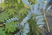 Eucalyptus tree evergreen