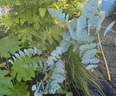 Eucalyptus tree evergreen