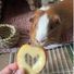 Julias.pets