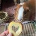 Julias.pets