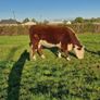 Pedigree Hereford Heifers and Bulls Image 9