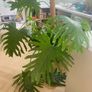 Large mature Philodendron Selloum / Thaumatophyllum bipinnatifidum Image 2