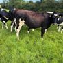 10 February calving Xbred heifers Image 8