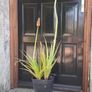 Red Hot Poker Image 4