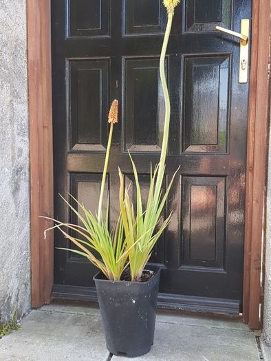 Red Hot Poker