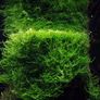Taxiphyllum barbieri 'Bogor Moss' Image 3