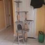 Cat Image 2