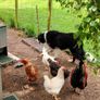 My best rooster available Image 7