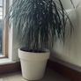 Plant Image 6