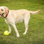 Super Tennis Balls For Dogs, Throw and Fetch, Outdoor Exercise (Pack of 12) Image 4