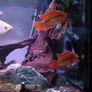 fish tank Image 10