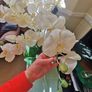 orchid. flower Image 5