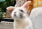 free bunny