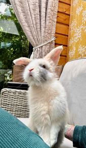 free bunny