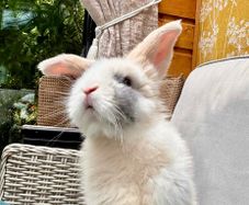 free bunny
