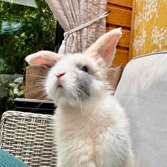 free bunny