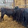 15 super Aberdeen Angus heifers Image 2