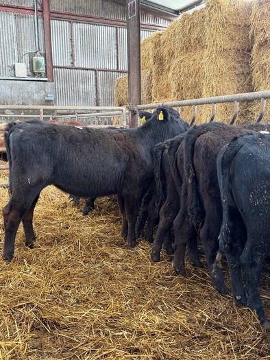 15 super Aberdeen Angus heifers