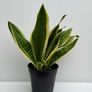 Sansevieria Image 2
