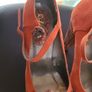 Ruby shoo orange design Image 2