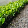 Leylandii Hedging TWO euros Image 8