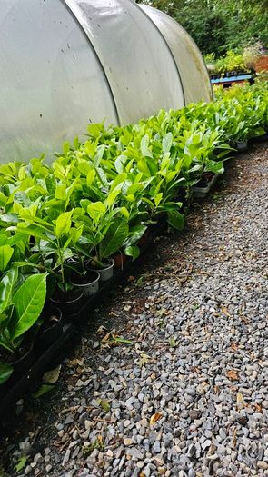 Golden and Green Privet Hedging One Euro