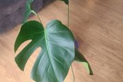 Monstera deliciosa / swiss cheese house plant