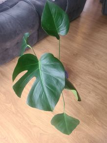 Monstera deliciosa / swiss cheese house plant