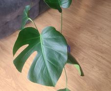 Monstera deliciosa / swiss cheese house plant