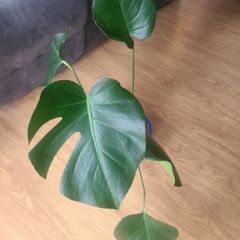 Monstera deliciosa / swiss cheese house plant