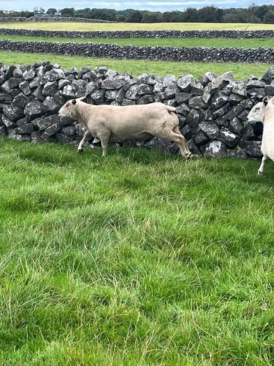 Charolias 5 star pure bred ram