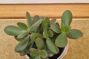 Jade plant