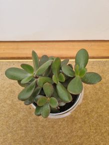 Jade plant