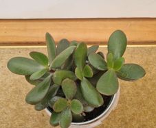 Jade plant