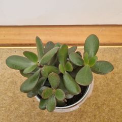Jade plant