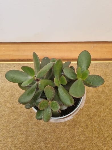 Jade plant