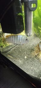 large fish