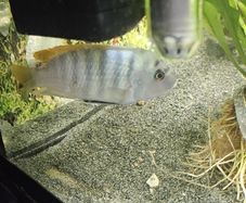 large fish