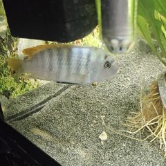 large fish