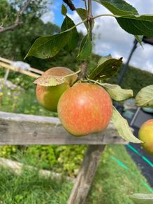 Apple tree