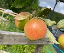Apple tree