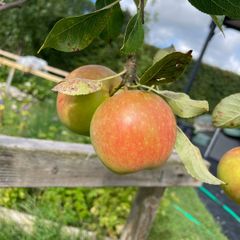 Apple tree
