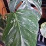 Monstera Albo Variegata Image 2