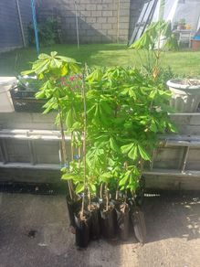 Horse Chestnut Tree