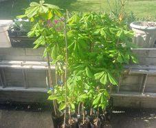 Horse Chestnut Tree
