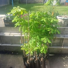 Horse Chestnut Tree