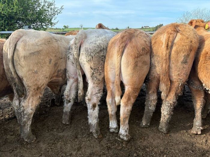 25 smashing Charlie bullocks
